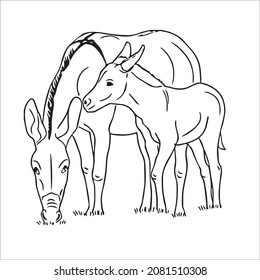 this is a cute and beautiful Donkey images line art ,outline drawing,vector art and illustrations art