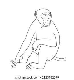 this is a cute and beautiful monkey images line art ,outline drawing,vector art and illustrations art