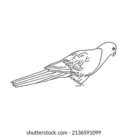 this is a cute and beautiful parrots images line art ,outline drawing,vector art and illustrations art