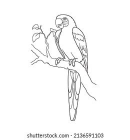 this is a cute and beautiful parrots images line art ,outline drawing,vector art and illustrations art