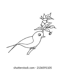 this is a cute and beautiful parrots images line art ,outline drawing,vector art and illustrations art