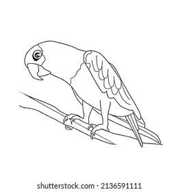 this is a cute and beautiful parrots images line art ,outline drawing,vector art and illustrations art