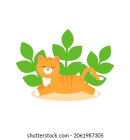 Este es un gato lindo aislado en un fondo blanco.