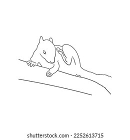 this is a Cute Squirrel With coloring book pages picture,Squirrel line art,Squirrel outline drawing vector illustration,Squirrel vector art