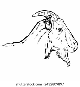 this is design illustrator vector good for Eid al-Adha and to sell goats and milk