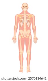 This detailed illustration presents a human skeleton, depicting the bones and anatomical features clearly. It serves as an educational representation of human anatomy.