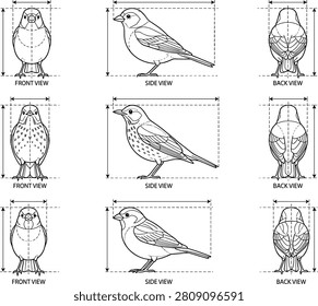 This detailed illustration presents three bird species in precise front, side, and back views, each enclosed within measurement frames. Perfect for use in scientific diagrams, design references, educational materials, and vector art collections focused on avian anatomy and proportion studies.
