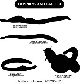This detailed vector silhouette set features four jawless fish species, three types of lampreys, and one hagfish, each labeled with both their common and scientific names.