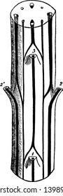 This is a diagram of Cerastium Stem which is showing the cross section of the stem of Cerastium, vintage line drawing or engraving illustration.
