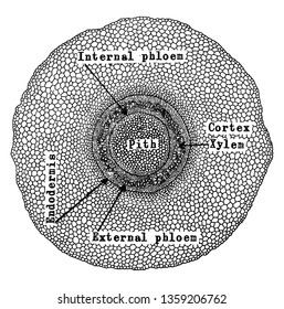 Este es un diagrama de Pedaium Stem que muestra la sección transversal del tallo, el dibujo vintage o la ilustración de grabado.
