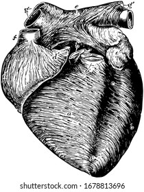 This diagram represents Anterior View of the Heart, vintage line drawing or engraving illustration.