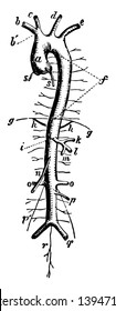 Este diagrama representa Aorta y arco ascendente de la línea vintage aorta dibujo o ilustración de grabado.