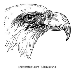 This diagram represents Bald Eagle Head, vintage line drawing or engraving illustration.