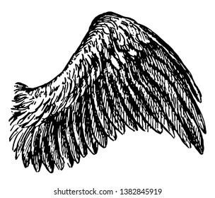 This Diagram Represents Bird Wing, Vintage Line Drawing Or Engraving Illustration.