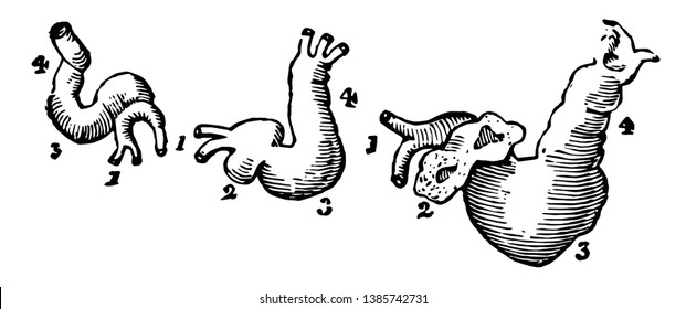 This diagram represents Development of the Heart of a Chick, vintage line drawing or engraving illustration.