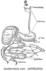 This Diagram Represents Digestive Tract, Vintage Line Drawing Or Engraving Illustration.