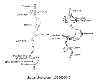 This diagram represents Front view of two successive stages in the development of the alimentary canal, vintage line drawing or engraving illustration.