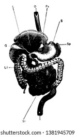 This diagram represents General View of the Alimentary Canal, vintage line drawing or engraving illustration.