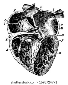 Este diagrama representa Corazón y cómo la sangre  circulan por las arterias venas y capilares, dibujo vintage o ilustración grabadora