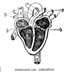 This diagram represents heart with its several chambers exposed and the vessels in connection with them, vintage line drawing or engraving illustration.