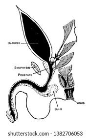 Este diagrama representa el dibujo de líneas de imperforación o ilustración de grabado.