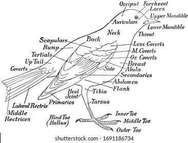 This Diagram Represents Labeled Bird Vintage Stock Vector (Royalty Free ...