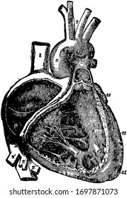 Este diagrama representa Atrio derecho y Ventrículo del Corazón, dibujo vintage o ilustración grabadora.