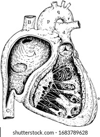 This Diagram Represents Right Side Heart Stock Vector (Royalty Free ...