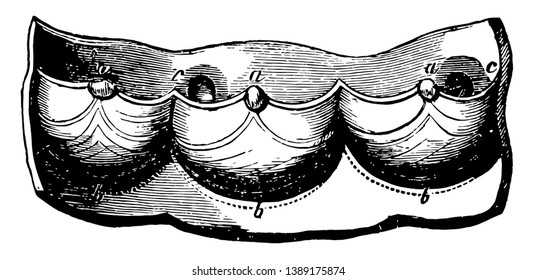 This diagram represents a Semilunar valves of the heart, vintage line drawing or engraving illustration.