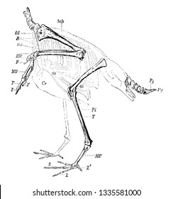 This diagram represents Skeleton of the Limbs and Tail of a Carinate Bird, vintage line drawing or engraving illustration.