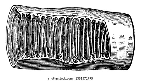This diagram represents Small Intestine Portion, vintage line drawing or engraving illustration.