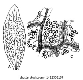 Esta es la hoja de Dicotyledon. Su base es asimétrica y la base de lamina de forma notablemente diferente a ambos lados de la línea media y los vientes son pequeños. Hay un tejido vertical con epidermis y citoplasma