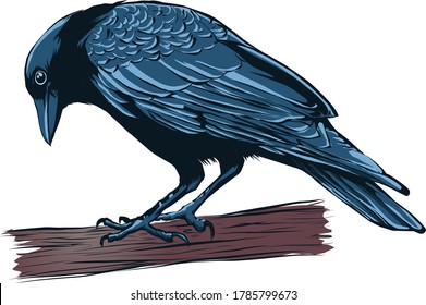 This digital illustration of crow is available in .eps vector file