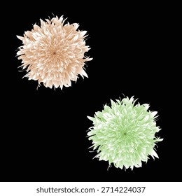 Diese digitale Illustration zeigt zwei stilisierte Blumen auf einfarbigem schwarzem Hintergrund. Eine Blume, die sich in der oberen linken Ecke befindet, ist hellbeige oder pfirsichfarben, während die zweite Blume, die sich in der unteren rechten Ecke befindet, ein hellgrüner Schatten ist. Beide Blüten haben eine dichte, stachelige Anordnung von Blütenblättern, die ihnen ein Chrysantheme-ähnliches Aussehen verleihen. Die schlichte Komposition und der hohe Kontrast zwischen den leuchtenden Blumen und dem massiven schwarzen Hintergrund schaffen einen auffälligen visuellen Effekt, der sich für Gestaltungselemente oder dekorative Zwecke eignet.