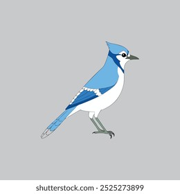 This digital product is a vector artwork of a Blue Jay bird, perfect for graphic design projects, illustrations, and print. It is scalable and editable without loss of quality.