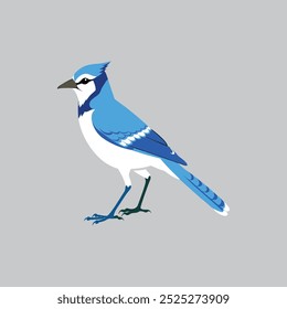 This digital product is a vector artwork of a Blue Jay bird, perfect for graphic design projects, illustrations, and print. It is scalable and editable without loss of quality.