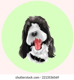 this dog has a black and white color he sticks out his tongue