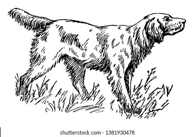 This is a dog of a large long-haired breed trained to stand rigid when scenting game. A hunting dog including three breeds: English, Gordon, and Irish, vintage line drawing or engraving illustration.