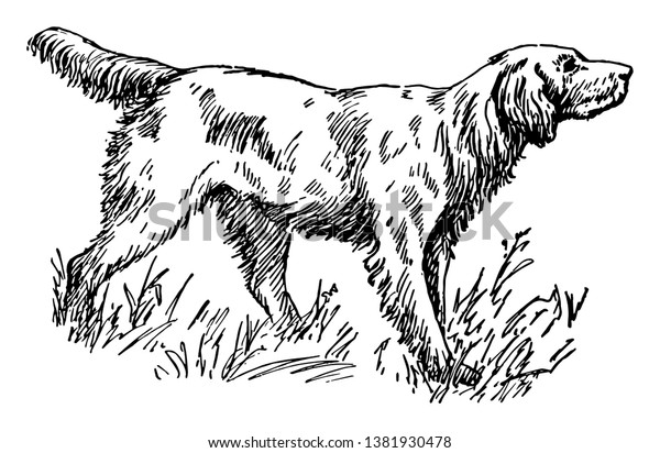 This Dog Large Longhaired Breed Trained Stock Vector Royalty Free