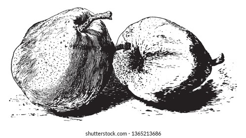 This is Duchess d'Angouleme fruit. This is big, tough covered fruits. It grows like apple. Its stem is thick. Apex point is deep inside, vintage line drawing or engraving illustration.