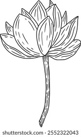 This is an elegant, handdrawn illustration featuring a beautiful lotus flower design
