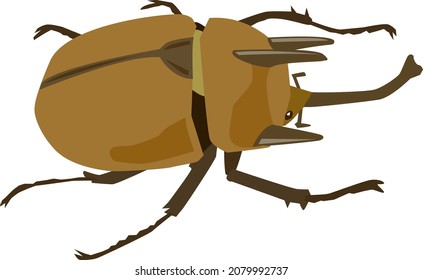 giant elephant beetle