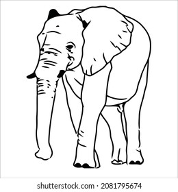 Este es el dibujo del contorno del elefante 