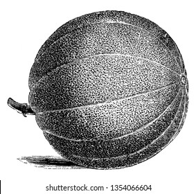 Das ist bestickte Market Melon Frucht. Diese Melone trägt eine große fast kugelförmige Frucht
Es hat kleine Samen drinnen. Früchte haben endliche Linien und harte Bedeckung, Vintage 
