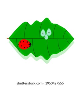 This is an example of the state of dew in the morning. This vector can be used for children's textbooks
