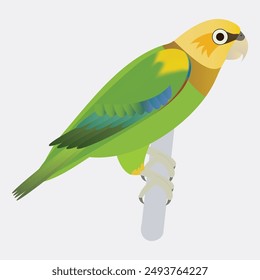 This exquisite vector image features a saffron-headed parrot perched gracefully on a branch, showcasing vibrant shades of green and yellow.
