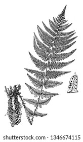 This is Fern Hybrid along with Vascular roots. It looks like a neem tree and leaves are like neem-tree-leaf. This is non-flowering plants and leaf contains the small pores, vintage 