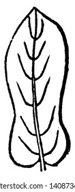 This is a fiddle shaped leaf. The leaf is long, upper side and lower side is broad and middle side is narrow, vintage line drawing or engraving illustration.