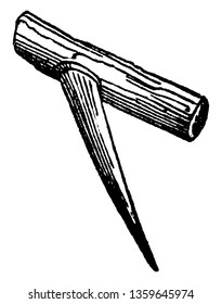 In this figure, there is a thorn on the branch of the plant, vintage line drawing or engraving illustration.