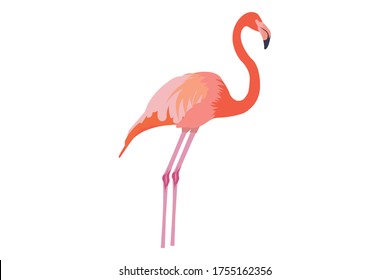  Este es Flamingo de fondo blanco.